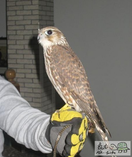 隼.jpg