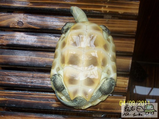 9月貨(龜) 349.JPG