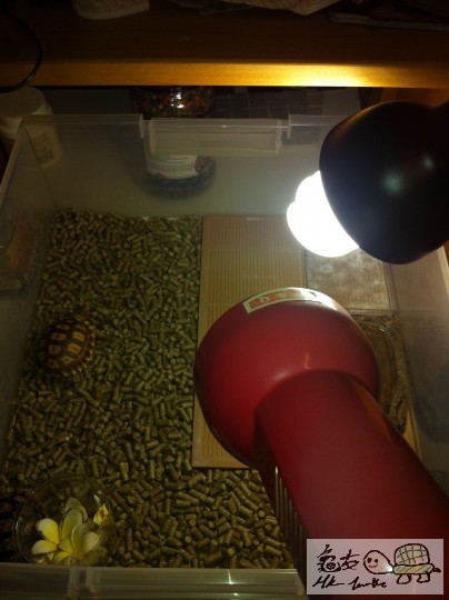 第2次SETTING+左UVB