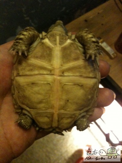 呀呆肚仔...好黑=.=