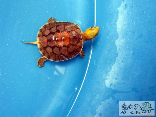 金头闭壳龟苗 2.jpg