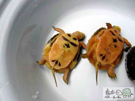 金头闭壳龟苗 3.jpg