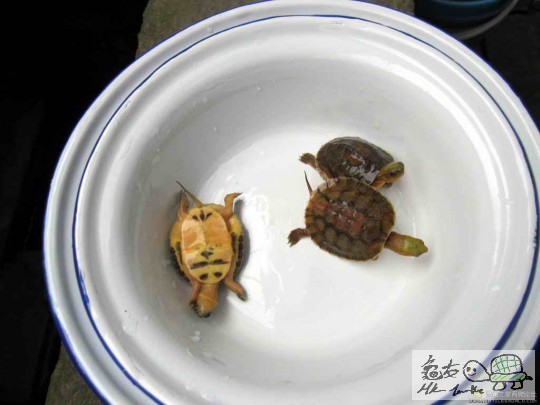 金头闭壳龟苗 4.jpg