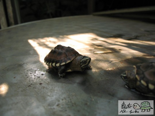 turtle1 182.jpg