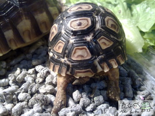 嘩 咁大個pat pat既