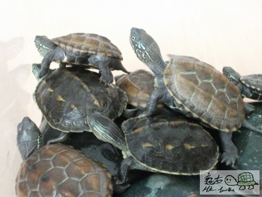 DSCF0751 (1280x960).jpg