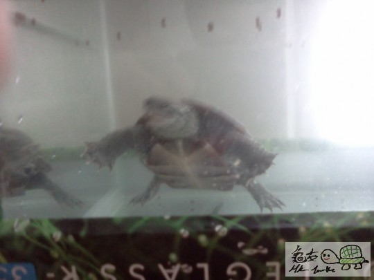 IMG20111227_005 - 複製.jpg