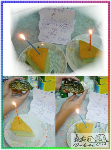 巴西龜龜生日 Party 開始! ^^