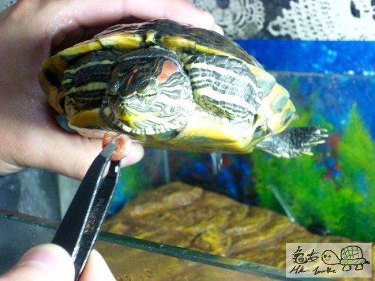 壽星仔 Winning 食螺螺! ^^