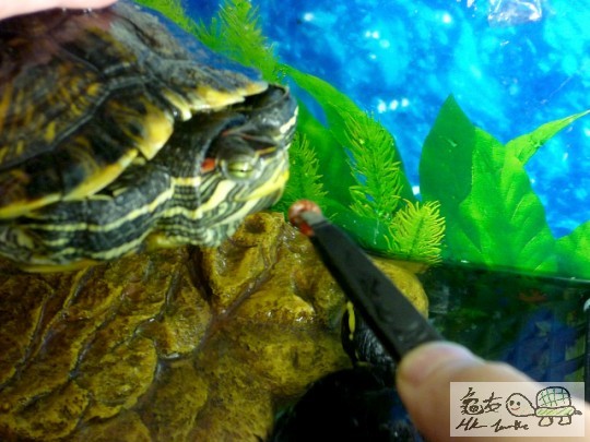 壽星女妹妹食螺螺! ^^