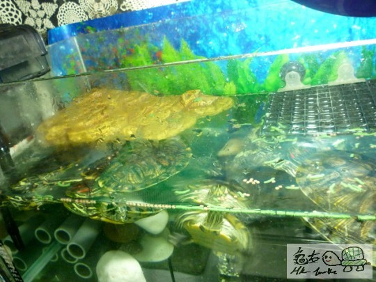 龜龜們開大餐了! ^^
