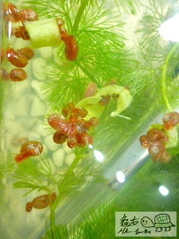 蘋果螺產量豐富! ^^