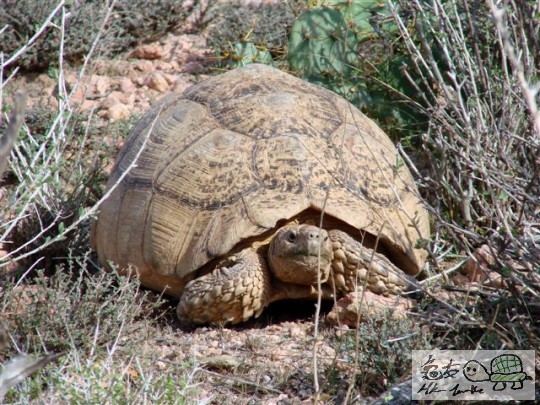 Geochelone pardalis in Laas Geel_Somaliland.JPG