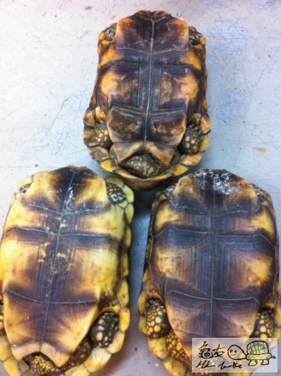 黃腿公母(背甲)