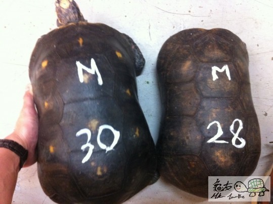 黑身紅腿公30&28CM