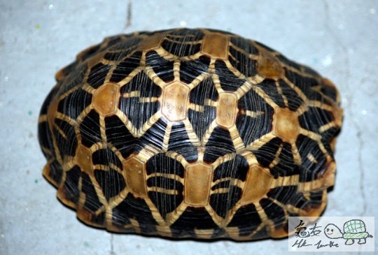 star tortoise800pix.jpg