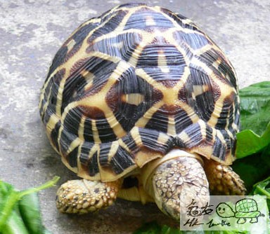 tortoise5.jpg