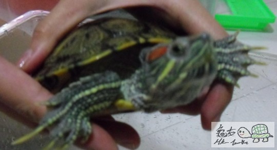 這隻龜很黏人, 鐘意望住你