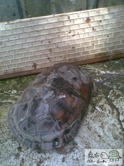 turtle4 199.jpg