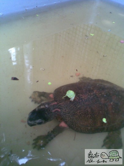 turtle4 252.jpg