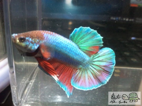 2012-04-14 18.25.21.jpg