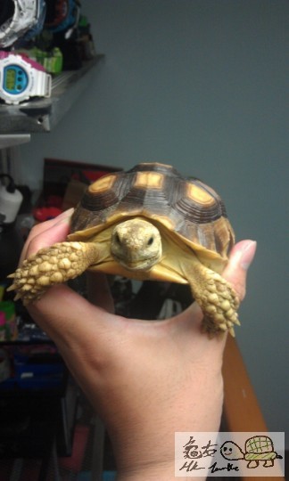 IMAG0555 (383x640).jpg