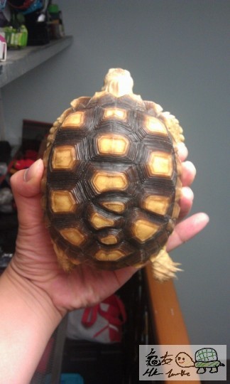 IMAG0554 (383x640).jpg