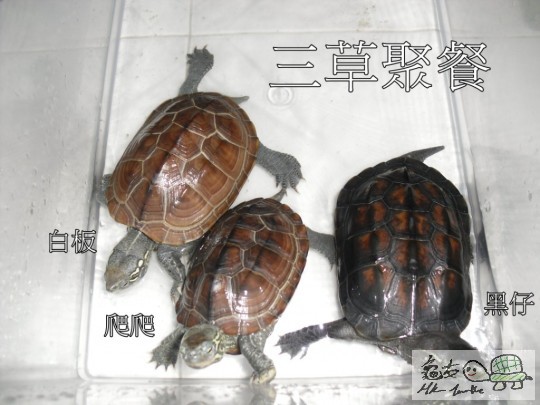3隻 參與龜