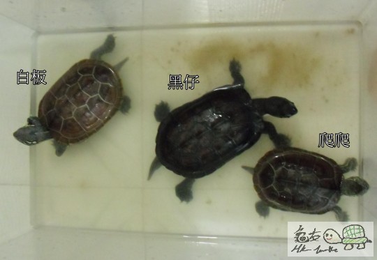 食哂糧食哂小食后情況