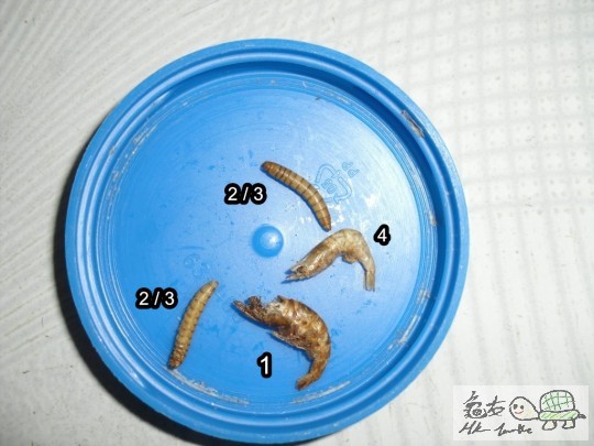 小食係 蝦乾 & 蟲乾 各2條