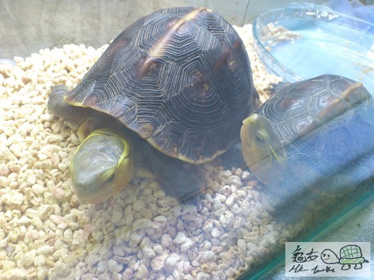 turtle 019.JPG