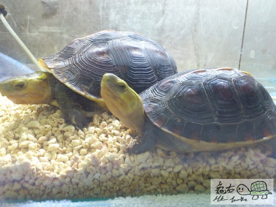 turtle 015.JPG