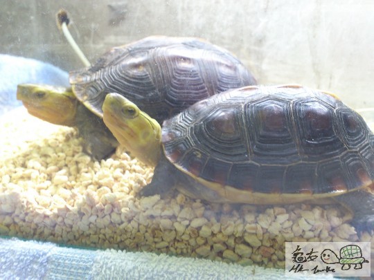 turtle 016.JPG