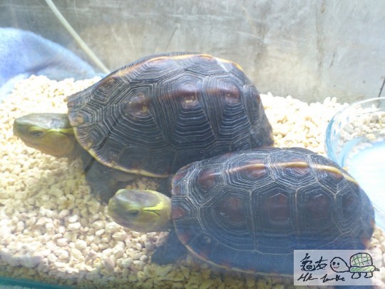 turtle 017.JPG