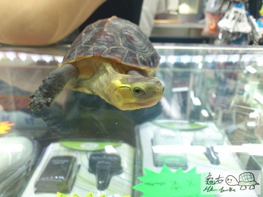 turtle 021.JPG
