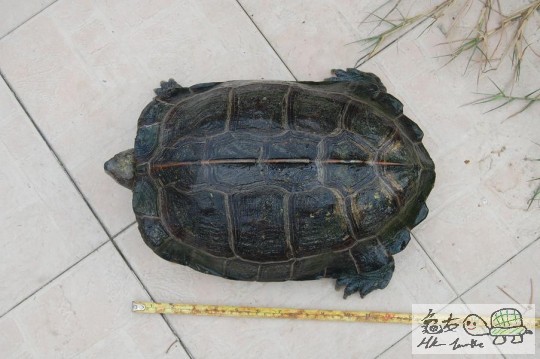 亞洲巨龜.JPG