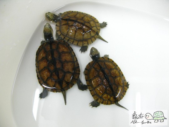 12311313131212 (1).JPG