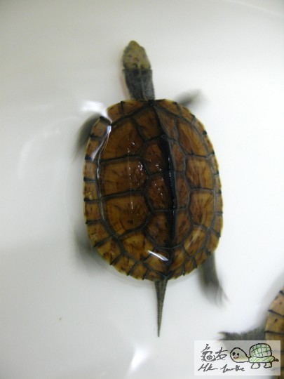 12311313131212 (2).JPG