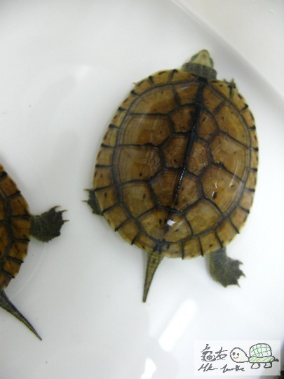 12311313131212 (3).JPG