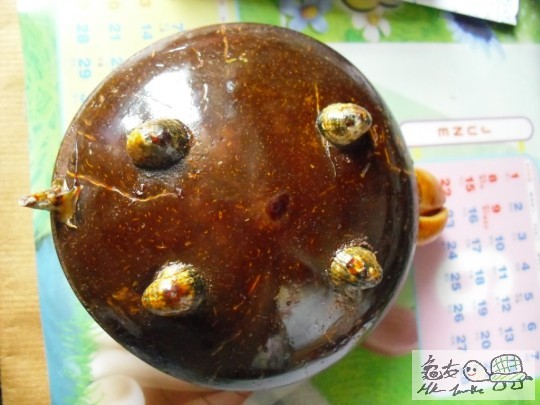 絕招, 四腳朝天,有肚池XD