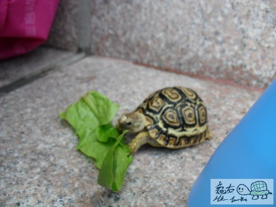 一隻好為食沒有名字既豹XD