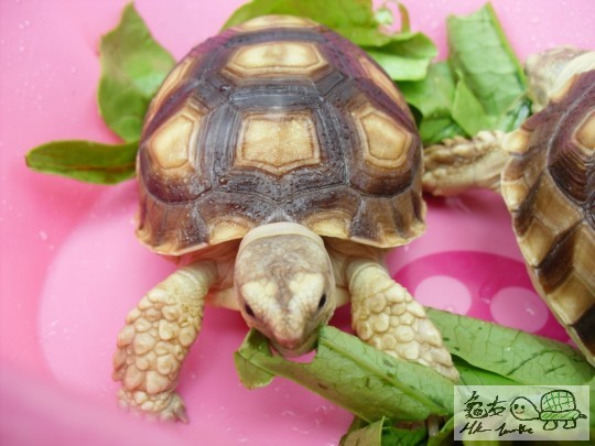 為食既BB(其實唔知係咪汀汀XD)正面直擊