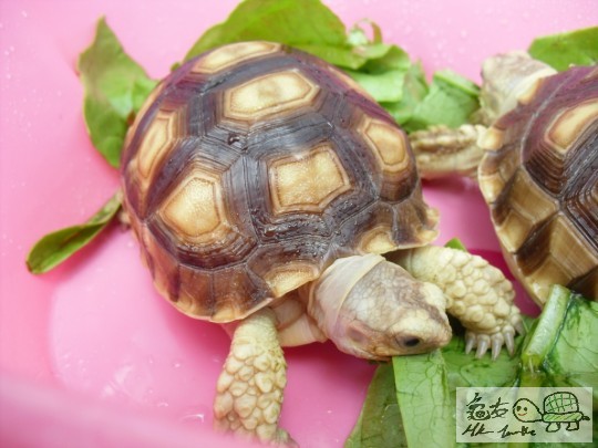 為食既BB(其實唔知係咪汀汀XD)側面直擊