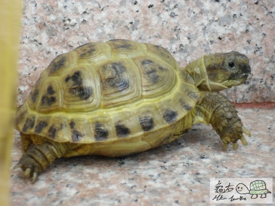 金仔, 金唔金呢XD(側面直擊)