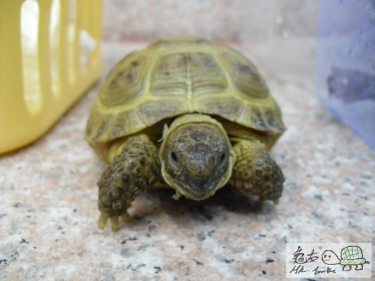 金仔, 金唔金呢XD個樣幾可愛,識走埋鏡頭XD好叻(正面直擊)