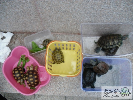 全場曬龜大合照