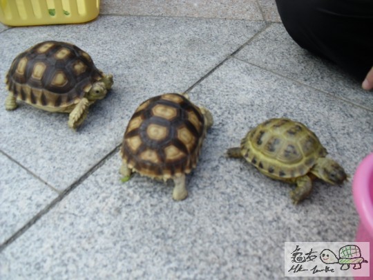 中間果隻攔路截劫??