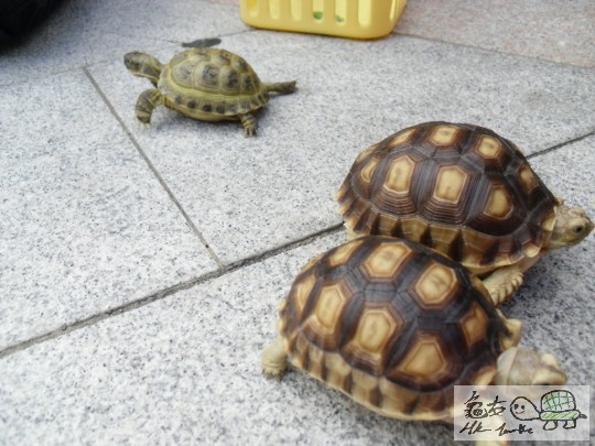 另一張向左走向右走XD