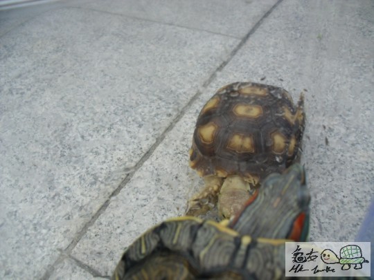 當陸龜遇上水龜XD阿二巴巴好似好可憐,隔著箱被挑機XD(其實我諗打招呼O者XD)