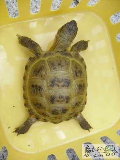 一隻標準既'大字龜'